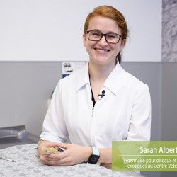 Comment administrer de la médication orale à votre gecko