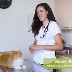 How to take your pet’s vitals